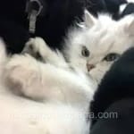 Avatar de Arturo Fuentes